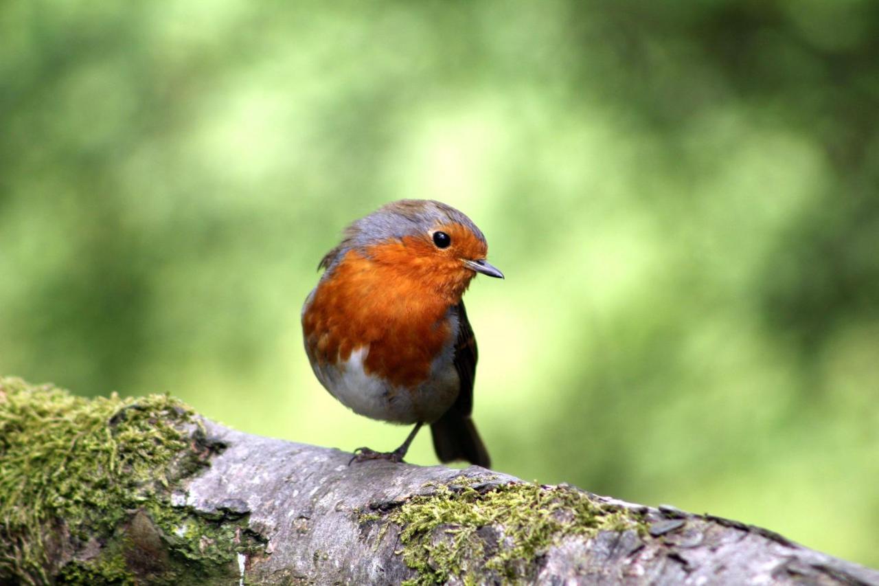 Vakantiehuis Vliegend Hert Veluwe نونسبيت المظهر الخارجي الصورة