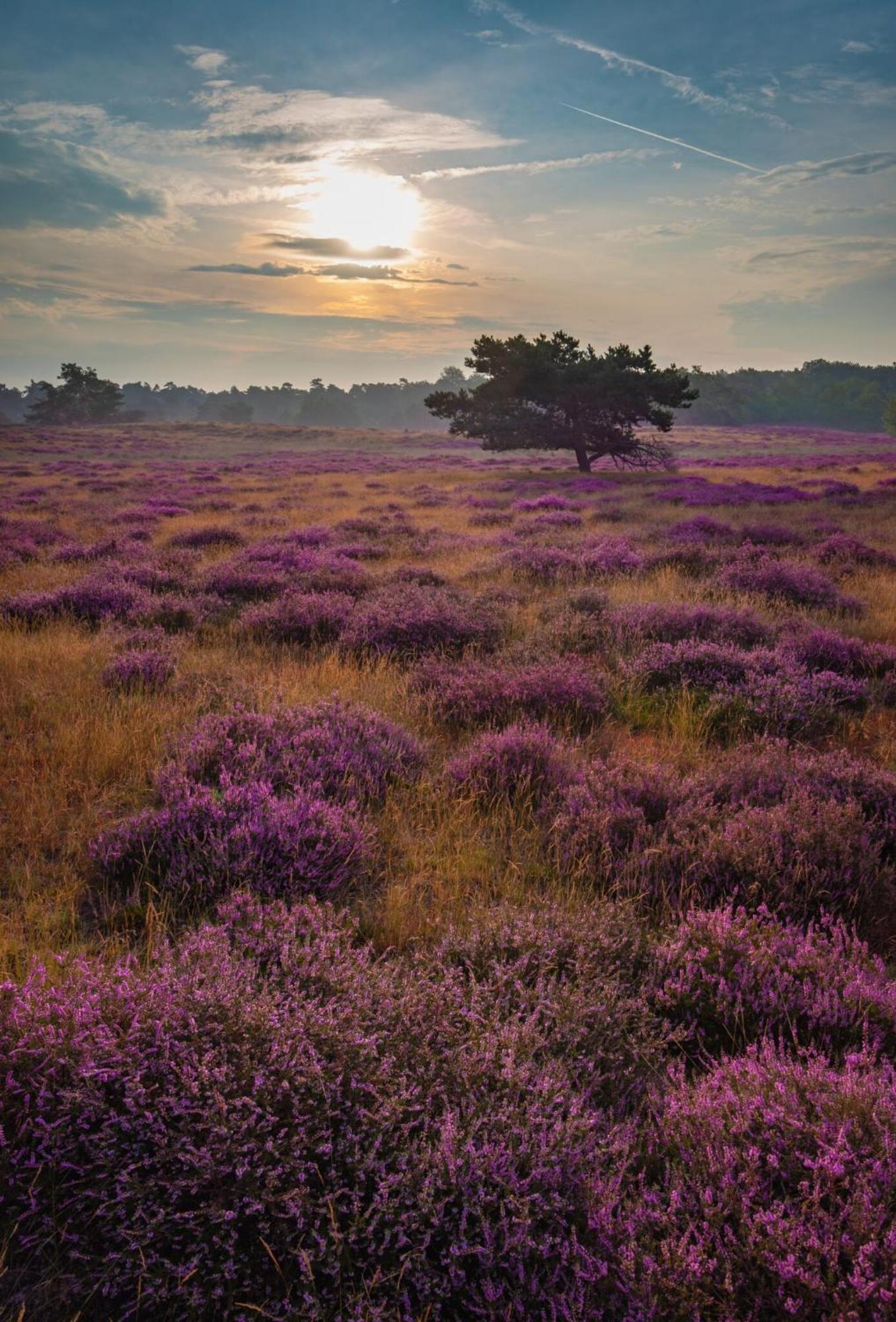 Vakantiehuis Vliegend Hert Veluwe نونسبيت المظهر الخارجي الصورة